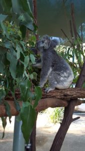 currumbin wildlife sanctuary